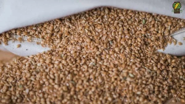 Proso Jastuk Sadržaj (1)